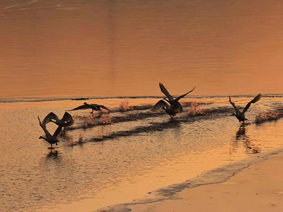 412MW！錦州陽光獲國電投青海高效雙面組件訂單